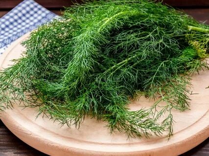 خرید شوید خشک صادراتی سبز ترین رنگ ممکن و رطوبت استاندارد